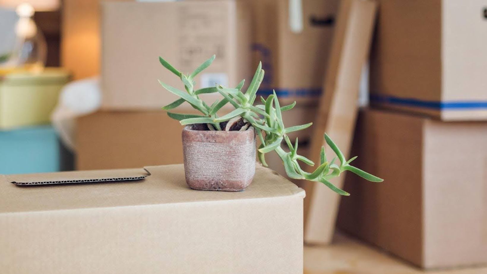 Moving boxes with a plant sitting on top of them